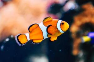 陈献春：以“三链协同”驱动“四湘行动”实现新突破